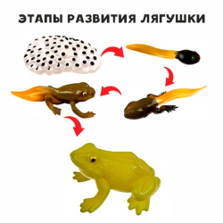 Этапы развития лягушки - обучающий набор Funny Toys 9327145