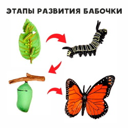Этапы развития бабочки - обучающий набор Funny Toys 9327146