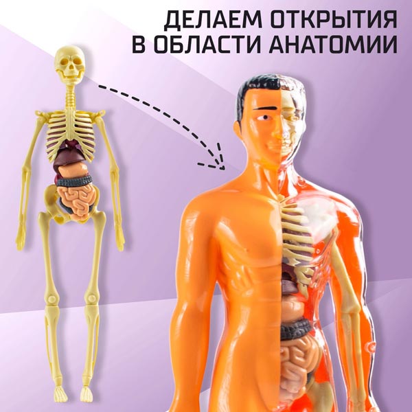 Строение тела - научный опыт Эврики 2772939